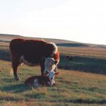 Calving